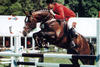  the dam sire of Umberto jumped at the international Grand Prix level with Emil Hendrix and Jos Lansink. 