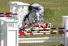 with Jimmy Torano in tack, on their way to the \"jump off\" in the WEF Sunday Grand Prix.