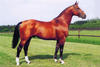 Alme is the legendary sire of Fiero\'s third generation. He showed very successful at international Grand Prix level with Johan Heins and Leon Melchior in tack.