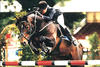 For Joy , by For Pleasure, dam sire of Chukka competed successful with Irish Grand Prix rider Jessica Kuerten.