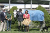 Sterling in the \"winner\'s circle\" awarded as the \"Great Grand Hunter Champion\" ribbon at the prestigious \"Hampton Classics\" horse show 2008..