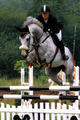 , by Clinton, out of Cum Laude\'s grand dam Reina Z, winning at international level and shows successful in World Cup classes.