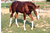 Picard another fancy, flashy offspring by Paparazzo, made for the future hunter classes.