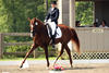 during her debut in the  American dressage ring. She finished her first start with lots of applause, compliments, and the \"Champion\" ribbon.