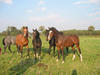 Fierro van de Molendreef (rechts) at the age of two, hanging out with his friends in the fields close to the ocean.