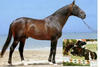 , his grand sire Foudroyant II xx came to the Oldenburg breeding program through his son Condor. He was the first very influential French stallion in modern times of sport horse breeding in Oldenburg.