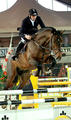 Contact v/d Heffinck , sire of Charles with Dirk Demeersman in tack. Showing successful in one of their bigger classes.