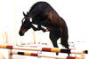 Toulon at the age of three at the BWP stallion approvals. Most of his offspring jump the same way, very careful, with unlimited scope.