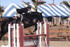 Coltrane under tack with trainer Lammy at the Thermal cicuit in California.