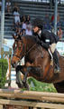 ridden by Anna Cardelfe are now having a very  successful career in the \"Small Junior\" hunter division.
