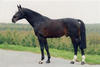 Randel Z , by Ramiro -Alme`, is considered to be one of the \"corner stones\" of the international jumper breeding program.