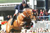 Arko III has the same dam sire Beach Boy. Arko competed successful in international Grand Prix classes and at the Olympic Games in Athens 2004, with Nick Skelton / Great Britain.