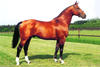 Alme` is the international most famous relative to this family line. His full sister \"Petite Folle\" is the dam in the 5th generation of Etiche\'s dam line.