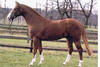 For Pleasure at the age of four, starting his breeding career.