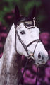 Starlet as \"the leader of the pack\" she knows when it\'s show-time for the jump ring!