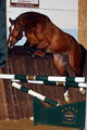 Okeechobee showed good talent at the age of three. He has a wonderful attitude with great train ability.