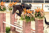 with Peter Pletscher in tack being successful and in the \"Winners Circle\" numerous times at indoors on the East Coast.