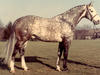 Goldschlaeger is a successful son of the legendary Hanoverian stallion Gotthard. His dam sire Lasso traces back to the prestige Trakehner stallion Lateran. Gold-schlaeger\'s sire in the third generation is the world famous stallion Agram who sired successful Olympic jumpers in the 1960ties and 70 ties.