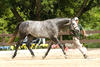 grew up nicely! Now as an approved stallion Ironrule shows successful in the \"Hunter Conformation\" classes.
