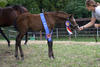 is practising the modelling for the future successful \"Hunter Conformation\" classes.