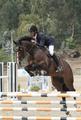Clincon is trained by God and mother nature. He has the courage to just gallop up to the jumps to explode light like a feather. He is outrageous careful, scopey with the technique to jump the big future Grand Prix tracks. Manuel rides him the first horse shows in Portugal to build up the confidence and experience in the ring.