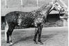 Goya , by Gotthard - Domspatz passed on the absolutely valuable genes of the legendary stallion Gotthard, in connection with dam sire Domspatz the famous Hanoverian D - line.