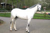 has a close to \"perfect\" conformation which indicates his absolutely athletic capability.
