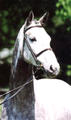 Starlet would have been the \"alpha\" mare out in the wild. Her senses are always sharp and awake!