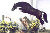 Beach Boy at a stallion exhibition at the age of three during his time in the Oldenburg breeding program.