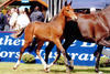 Charles aka Fido van d\' Abdijhoeve shows great range in his movements during the foal champion ships in Evergeem / Belgium 2005.