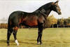 , is one of the most influential stallions in world. He showed at international Grand Prix level with Fritz Ligges on board.