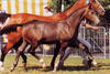 Starlet here at the foal championships where she finished as the \"Reserve Champion\". At the European foal championship she also finished with the \"Reserve Champion\" ribbon.