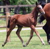 during the foal inspection at BWP, with a rangy, scopey stride.