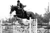 Laudanum xx was one of the most successful thoroughbred stallions in the world. He was qualified for the Olympic Games Montreal \'76 with Pierre Durand / France on board. Both participated successful in Nations Cups and international Grand Prix classes.