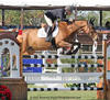Lennox Lewis , by Laureatus - Weizenkorn, the Oldenburg gelding is since a few years always good for winning the Grand Prix classes in the US with Olympic veteran Leslie Howard in tack.
