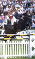 at international Grand Prix classes. He produced more than 20 approved stallions and innumerable jumpers for the international open classes.
