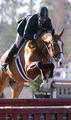 Dont Blink , by Don Alfredo, is outrageous successful in the hunter ring with lots of blue ribbons.