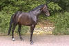 Chukka is a handsome, leggy and athletic youngster with a super disposition.