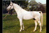 Gotthard Gotthard, born 1949, is still after 60 years, one of the most influential sires and the dam sire of Furioso Z.