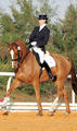  showed over the last years outrageous successful with numerous champion ribbons and Caroline Roffman in tack.