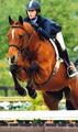 Lexus showed very successful on the \"East Coast\" over a number of years. He got ready for the \"Junior Hunter Ring\" and shows very successful in California with Gabby Langston.