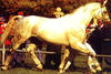 Goldspring de Lauzelle