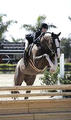 serving lots of different riders. Here shown in the small junior hunter division..