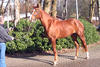 still in the cold winter of Germany at Schonebeck-Stable. Short after she travelled to her new destination to the sunny Florida.
