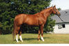 Don Alfredo , by Don Juan - Achimedes being home at on \"The Bit Farm\". He is approved by the Hannoverian Verband / Germany and finished his stallion performance test as a \"Class I\" stallion.