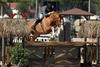 is one of the successful offspring by Balou Du Rouet. If the ancestor is right, you can\'t go wrong!
