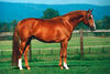 Anhaltiner Very athletic and one of the most modern breeding stallions in the US at \"Some Day Soon Farm\"