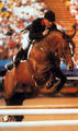 Quidam de Revel Sheyenne de Baugy is half brother (same dam) to the world class stallion Quidam de Revel. This dam line produced more than 27 approved stallions for the jumper breeding program.
