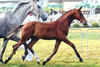 Apalachicola , at the foal inspection with a rangy, scopey stride, well balanced and self carriage. 2