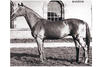 Rantzau x is known as one of the foundation thoroughbred stallions in modern times of sport horse breeding. He also is the sire of the legendary Cor de la Bryere / Holstein.